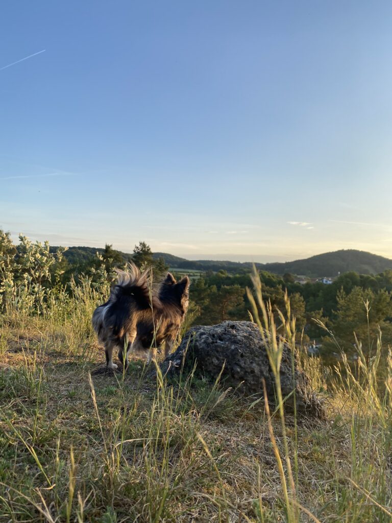 mentale Auslastung beim Hund