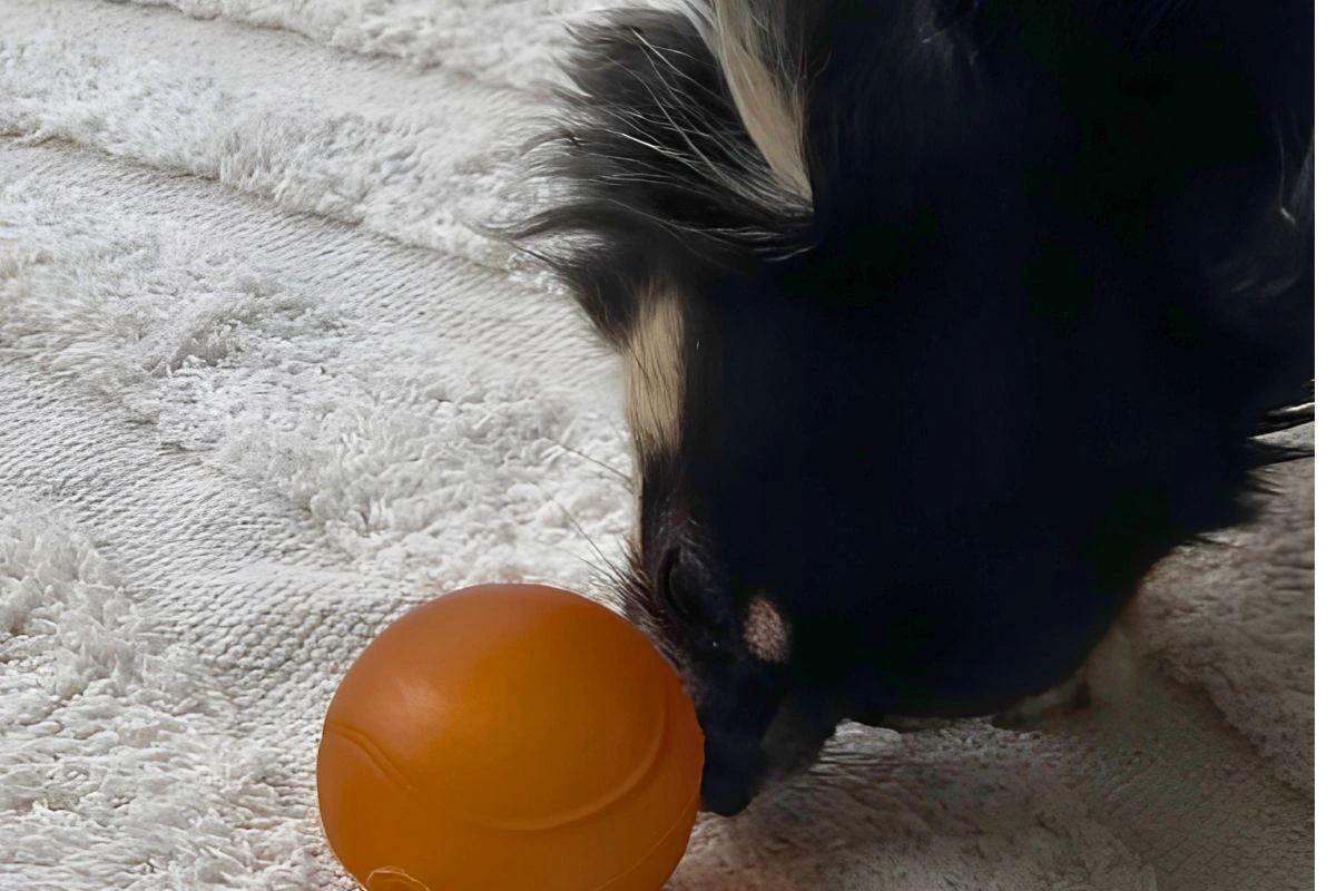 Chihuahua beschnuppert Schnüffelball — Nasenarbeit als mentale Auslastung beim Hund