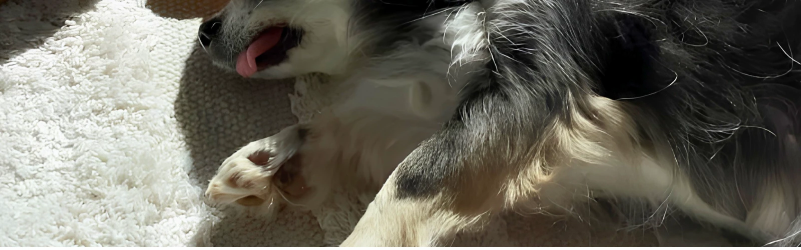 Hund in tiefer Ruhe — Verarbeitungsphase nach mentaler Beschäftigung