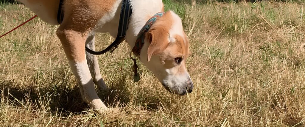 Hund schnüffelt auf Wiese bei Freilandsuche