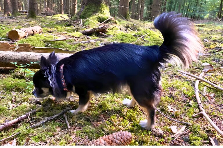 Nasenarbeit-beim-Hund-Hund-schnueffelt-konzentriert-im-Gras