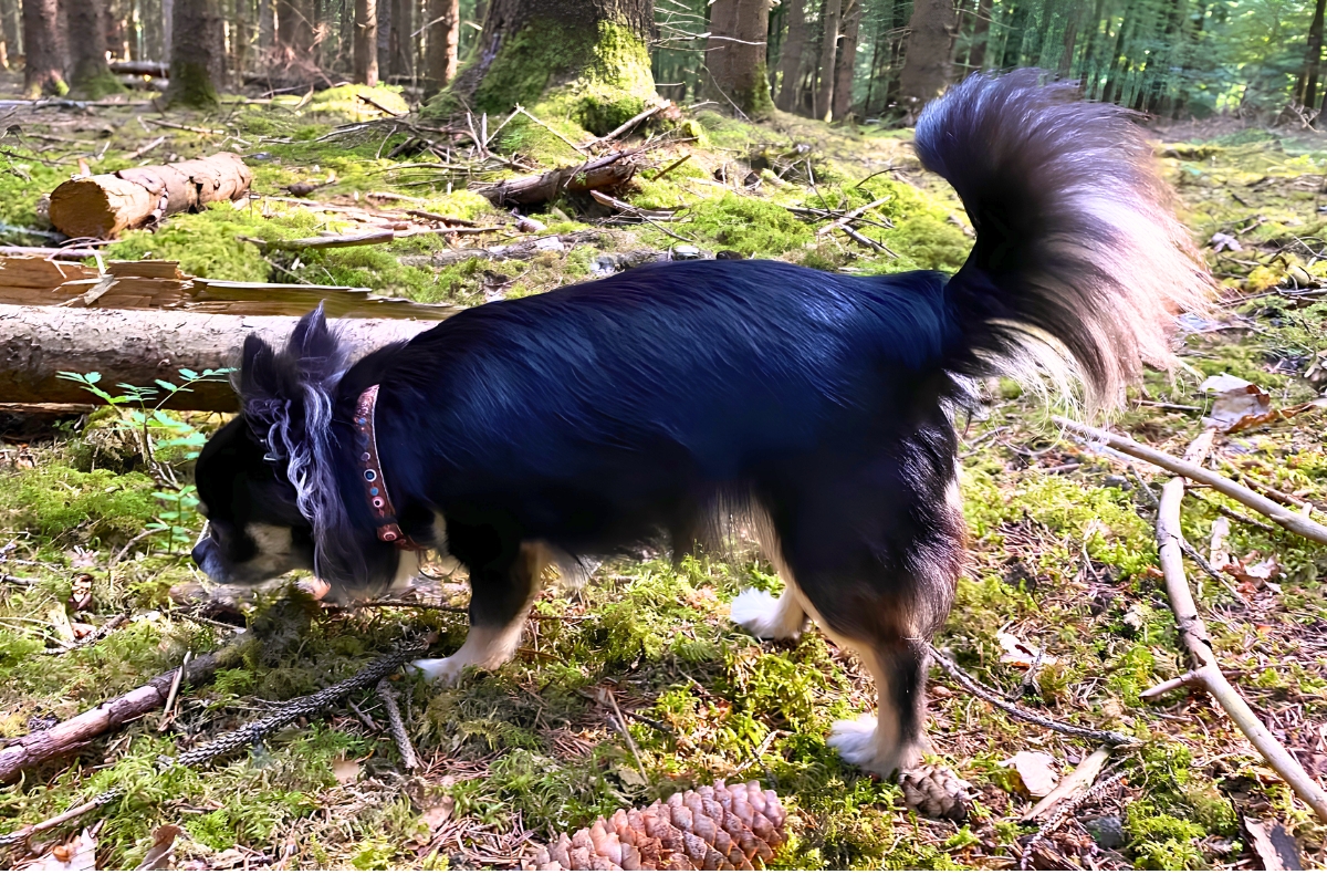 Nasenarbeit-beim-Hund-Hund-schnueffelt-konzentriert-im-Gras