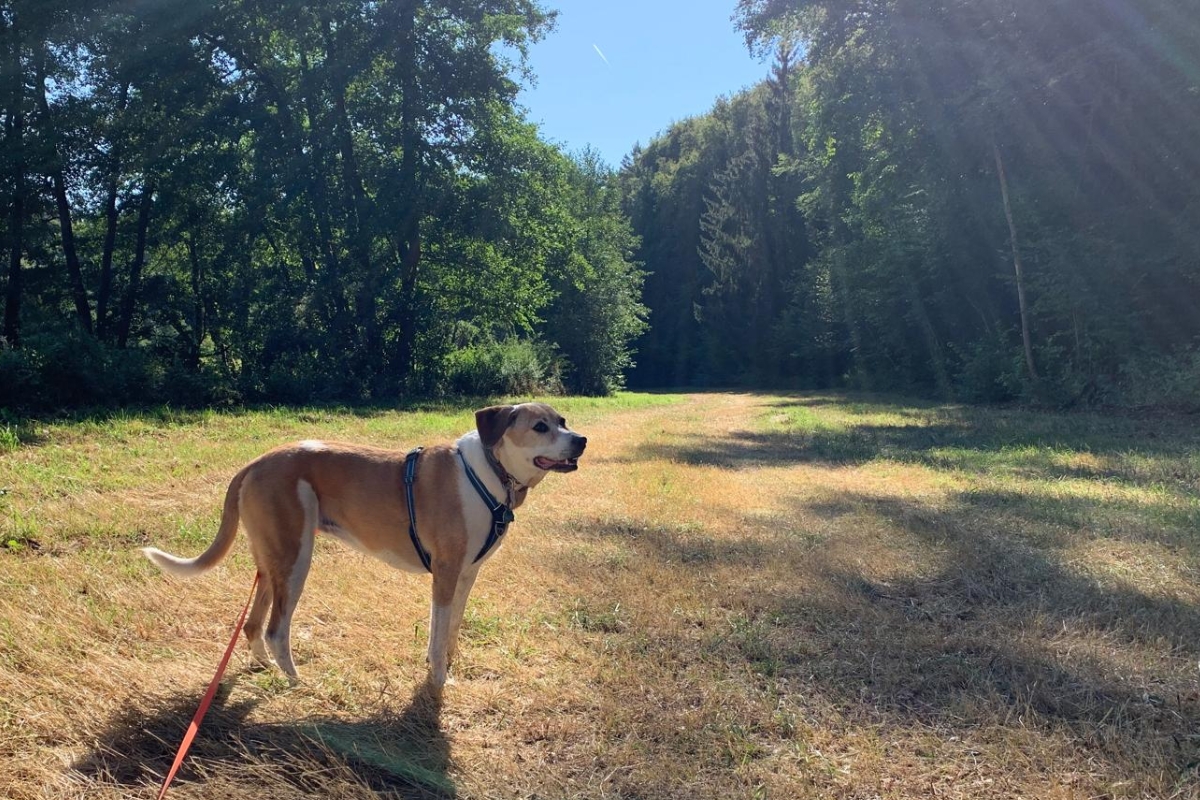 Hund schnüffelt im Gras — Nasenarbeit Hund Anfänger
