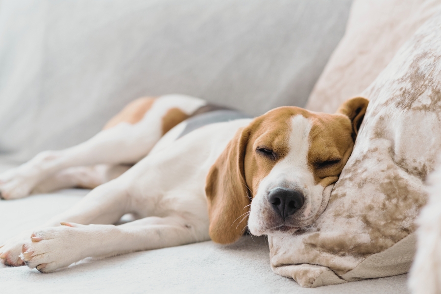 Hund in entspannter Seitenlage mit lockerer Muskulatur