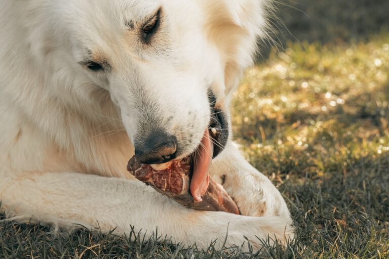 Kautrieb beim Hund: Hund kaut entspannt an Naturknochen