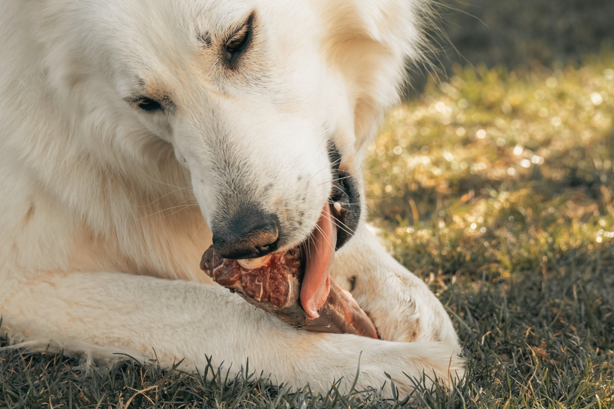 Kautrieb beim Hund: Hund kaut entspannt an Naturknochen