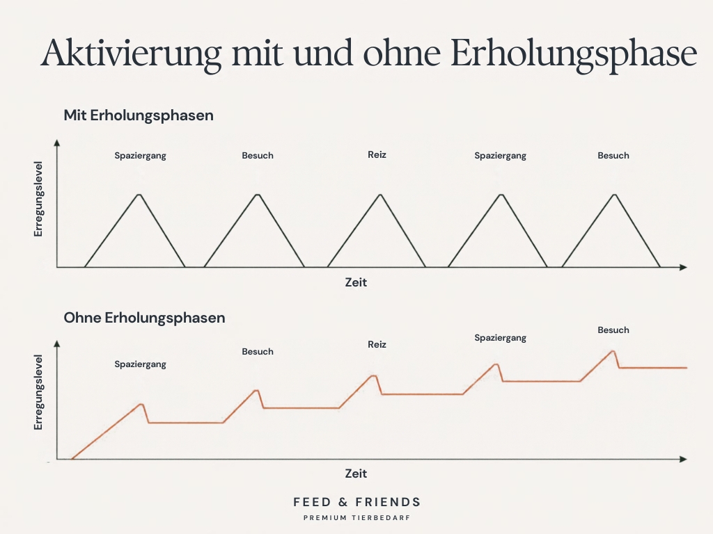 Vergleichsgrafik: Aktivierungskurve mit und ohne Erholungsphase beim Hund
