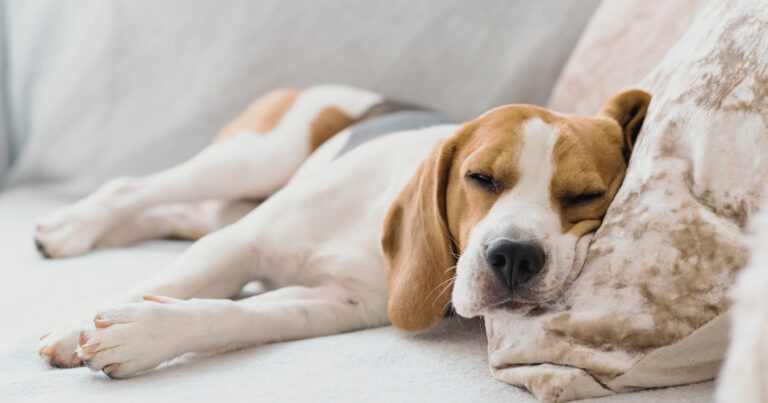 Hund kommt nicht zur Ruhe: entspannte Seitenlage mit lockerer Muskulatur